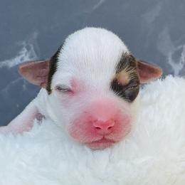 River - Chocolate, tan and white male Yorkshire Terrier puppy in Mankato, Minnesota from Tiny and Treasured