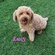 Lucy