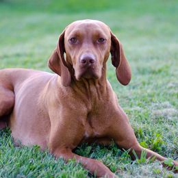 Vizslas from Glory Days Vizslas
