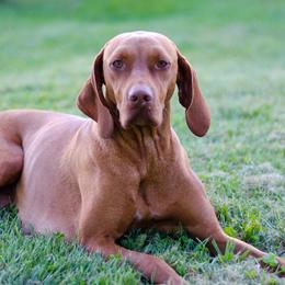Vizslas from Glory Days Vizslas