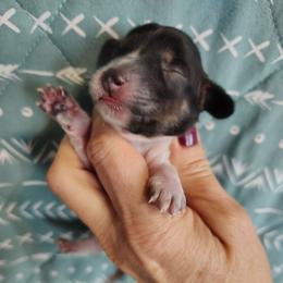 Girl 2 - Piebald female Dachshund puppy in Clayton, Indiana from Love Struck Miniature Dachshunds
