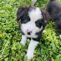 Burrito - Black tri male Miniature Australian Shepherd puppy in Clearwater, Florida from Frankenmuth Mini Aussies