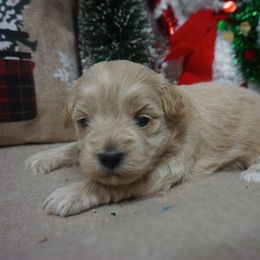 Angel - Maltipoo puppy from Panther Creek Road