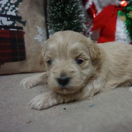 Angel - Maltipoo puppy from Panther Creek Road