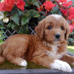 Cavalier King Charles Spaniels, Goldendoodles, and Golden Retrievers from Outback Puppies