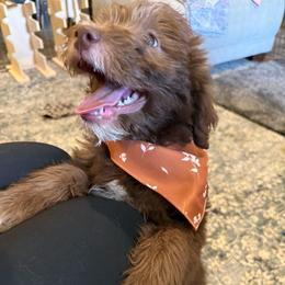 Percy - Chocolate male Labradoodle puppy in Churchill County Fallon, Nevada from Card Family Ranch