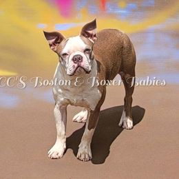 Sully - Boston Terrier