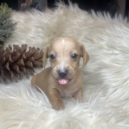 Rudolph - Cream male Dachshund puppy in Washburn, Tennessee from Clinch Mountain Dachshunds