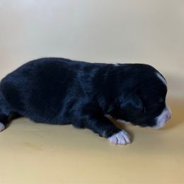 Boy 1 - Black tri male Miniature Australian Shepherd puppy in Hokes Bluff, Alabama from Alegria Toy Aussies