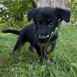 Grey Boy - Black and tan male German Shepherd puppy in Wayne, Maine from Copper Hill German Shepherds