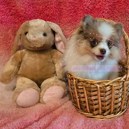 Sofie - Blue merle Pomeranian puppy in Byhalia, Mississippi from Bruno & Bella's Poms