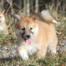 Icelandic Sheepdog Puppies from Valhalla Icelandic Sheepdogs