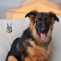 Ivy - Black and red female German Shepherd puppy in West Jordan, Utah from VMS Shepherds