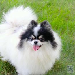 Victoria - Pomeranian
