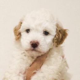 Cream with Apricot Ears Male - Cream male Goldendoodle puppy in Clarksville, Tennessee from Tennessee Goldendoodles, since 2014