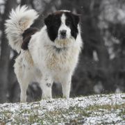Panda - Karakachan