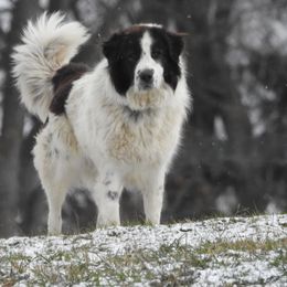 Panda - Karakachan