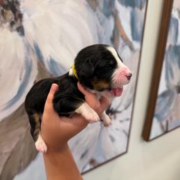 Flapjack - male Australian Mountain Doodle puppy in Snook, Texas from Snook Acres Doodles