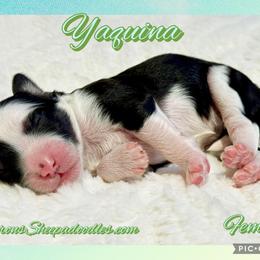 Yaquina - Black and white female Sheepadoodle puppy in Roseburg, Oregon from Sharon’s Sheepadoodle’s