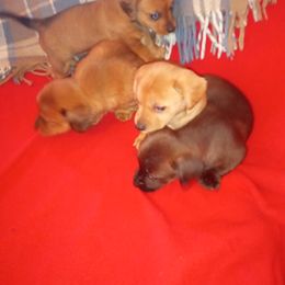 Dachshund Puppies from Elzy Family