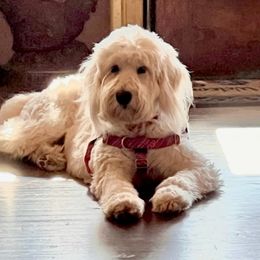 Goldendoodles from Forever Friends