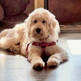 Goldendoodles from Forever Friends