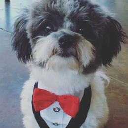 Bullet - Havanese