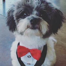 Bullet - Havanese