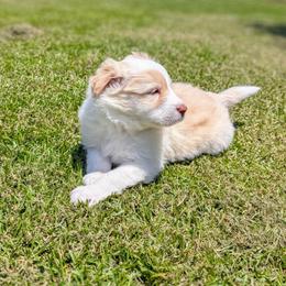 Border Collie Puppies from Double4farms