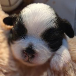 Ace - Black and white male Mal-Shi puppy in Apollo Beach, Florida from Gemstone Exclusive Pups of Florida
