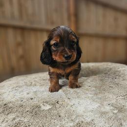 Twix - Red male Dachshund puppy in Anaconda, Montana from Montana Country Dachshunds