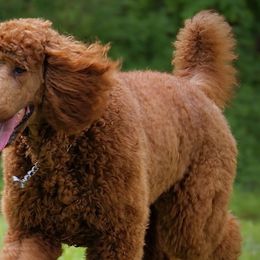 Poodles from Bridge City Poodles