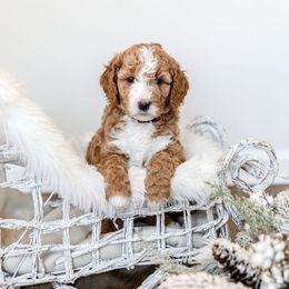Goldendoodle Puppies from Woodstock Doodles, LLC