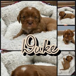 Duke - Chocolate male Cavalier King Charles Spaniel puppy in Ellisville, Mississippi from Malu Lani Cavaliers