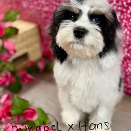 Mirabel black,WH,tan girl - Black white and tan female Cockapoo puppy in Haines City, Florida from Camic Cockapoos