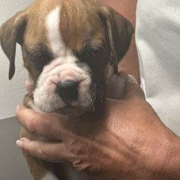 Light pink collar - Fawn female Boxer puppy in Williamson, New York from Harborview Boxers