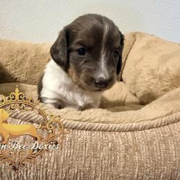 Dachshund Puppies from Queen Bee Doxies