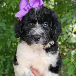 Camilla - female Newfypoo puppy in Hardin, Kentucky from Bluegrass Newfypoos