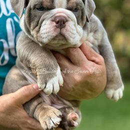 Bulldog Puppies from English Bulldogs of the Seven Hills
