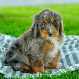 Scotts - Merle male Bernedoodle puppy in Dundee, Ohio from Down Home Doodle