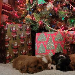 Cavalier King Charles Spaniels from Palmer Cavaliers