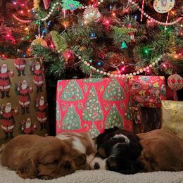 Cavalier King Charles Spaniels from Palmer Cavaliers