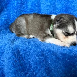 Kimahri - Agouti and white male Siberian Husky puppy in Sherwood, Oregon from Whiskey River Siberians