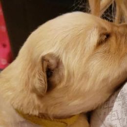 Ginger - Yellow collar - Golden Retriever puppy in Arlington, Washington from Nagel Farm's