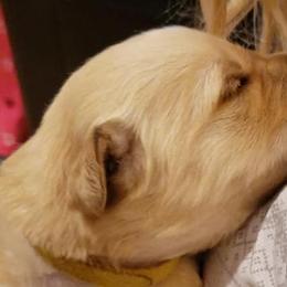 Ginger - Yellow collar - Golden Retriever puppy in Arlington, Washington from Nagel Farm's