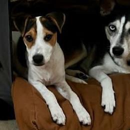 Dash - Tri-color male Jack Russell Terrier puppy in California from Kimberlite
