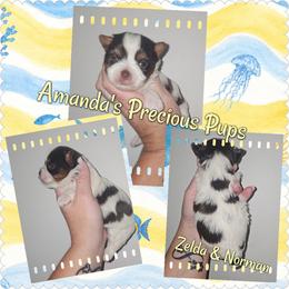 Colt - Chocolate, tan and white male Yorkshire Terrier puppy in Wartburg, Tennessee from Amanda's Precious Pups