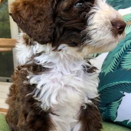 Aussiedoodles, Goldendoodles, and Poodles from Boujie Doodles and Poodles