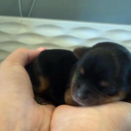 Girl puppy - Black and tan female Yorkshire Terrier puppy in Carmichael, California from Mckeever's Yorkies