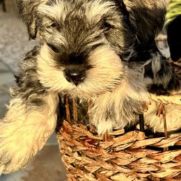 Miniature Schnauzer Puppies from Adrienne Exum